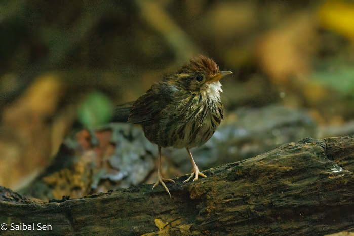 A Puff-Throated Babbler at Cuc Phuong National Park. Courtesy of Saibal Sen. Deep appreciation by AdventureGreen for allowing to use your spectacular photos.