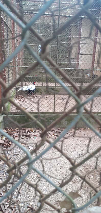 A male silver pheasant at a rescue center at Cuc Phuong National Park