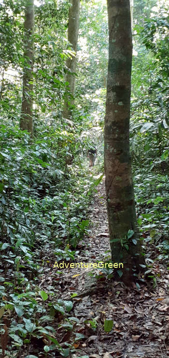 A trail in the dense forest at Cuc Phuong National Park