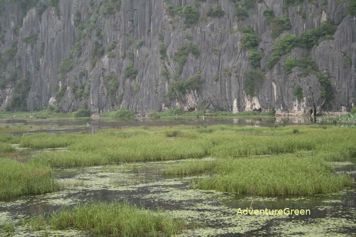 Water birds at the Van Long Nature Reserve in Ninh Binh Vietnam