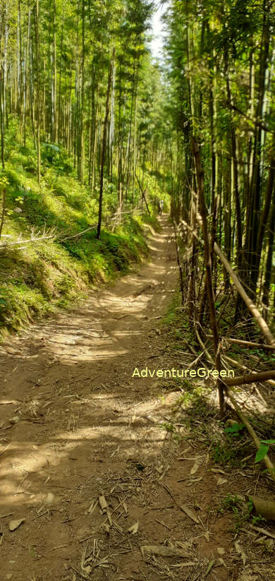 A path through a scenic bamboo wood at the Ba Village, on top of Pu Luong Nature Reserve