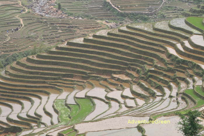The Muong Hoa Valley during the rice transplanting season in the summer