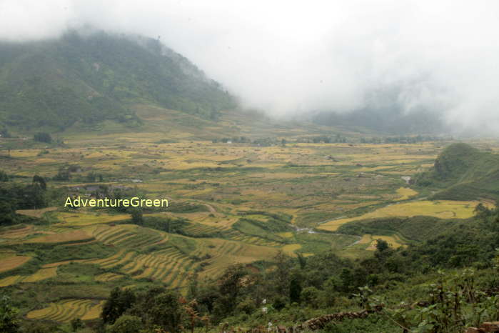 Golden rice in the summer in Sapa Vietnam (Ta Giang Phinh Village)