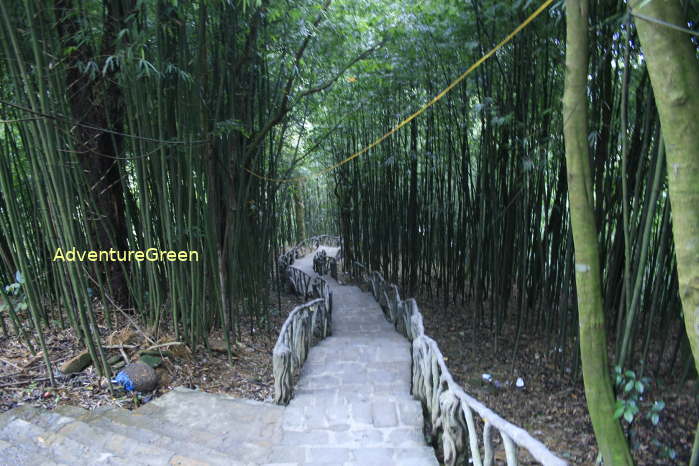 Scenic bamboo forest at the Dia Nguc Pagoda at Tam Dao