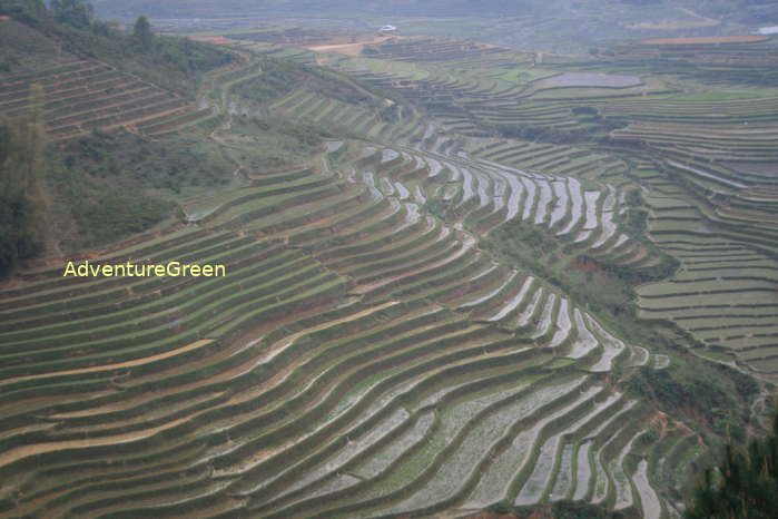 Flooded terraces at the Tu Le Pass