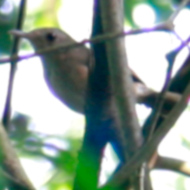 Buff-Breasted Babbler in Vietnam