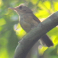 Buff-Breasted Babbler