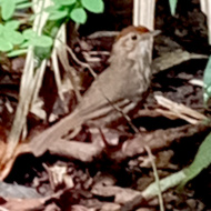 Puff-throated Babbler in Vietnam