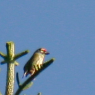 Coppersmith Barbet in Vietnam