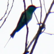 Blue-throated bee-eater in Vietnam
