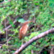 Cinnamon Bittern