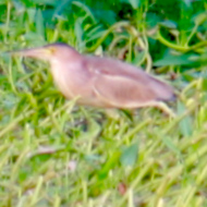 Yellow Bittern in Vietnam