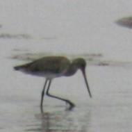 Black-tailed Godwit