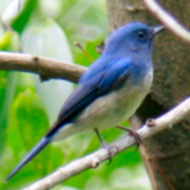 Hainan Blue Flycatcher in Vietnam