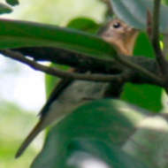 Indochinese Blue Flycatcher in Vietnam