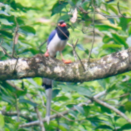 Red-billed Blue Magpie in Vietnam