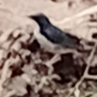 Siberian Blue Robin in Vietnam