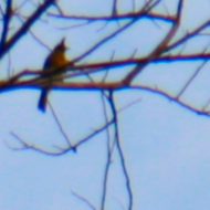 Black-crested bulbul in Vietnam in June 2026