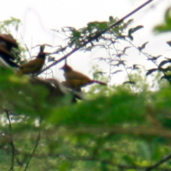 Black-Crested Bulbul in Vietnam