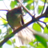 Puff-throated Bulbul in Vietnam