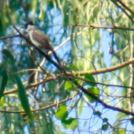 Sooty-Headed Bulbul