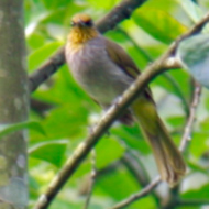 Stripe-throated Bulbul