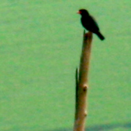 Black Bulbul