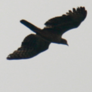 Crested Honey Buzzard in Vietnam