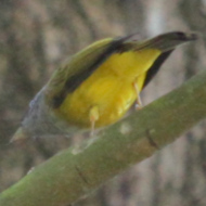 Gray-headed Canary-Flycatcher in Vietnam