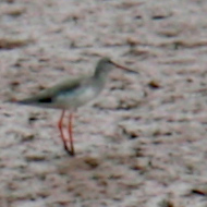 Common Redshank