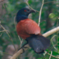 Greater Coucal at Cat Tien National Park