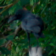 Large-billed Crow in Vietnam
