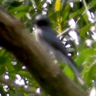 Black-Winged Cuckooshrike in Vietnam