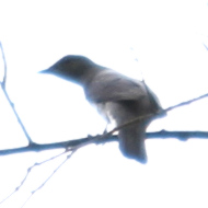 Indian Cuckooshrike in Vietnam