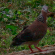 Spotted Dove in Vietnam