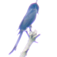 Black Drongo
