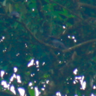 Crow-billed Drongo in Vietnam