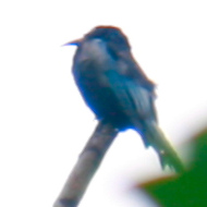 Hair-crested Drongo