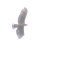 Crested Serpent Eagle