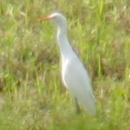 Eastern Cattle-Egret in Vietnam