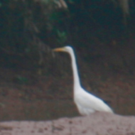 Great Egret in Vietnam