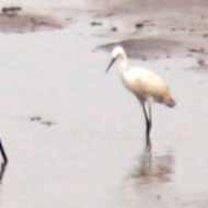 Little Egret in Vietnam