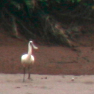 Eurasian Spoonbill at Xuan Thuy National Park Vietnam