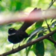 White-throated Fantail