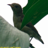 Pale-billed Flowerpecker