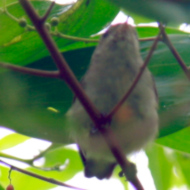 Plain Flowerpecker in Vietnam
