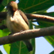 A male juvenile scarlet-backed flowerpecker