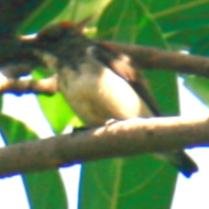Juvenile male scarlet-backed flowerpecker