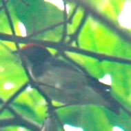 Scarlet-Backed Flowerpecker