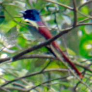 Amur Paradise-Flycatcher in Vietnam